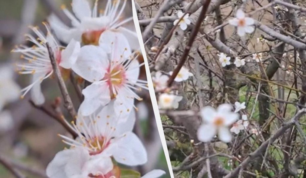 Fioritura Insolita dell&#039;Albicocca nella Regione di Odessa: Gli Effetti del Cambiamento Climatico sulla Natura