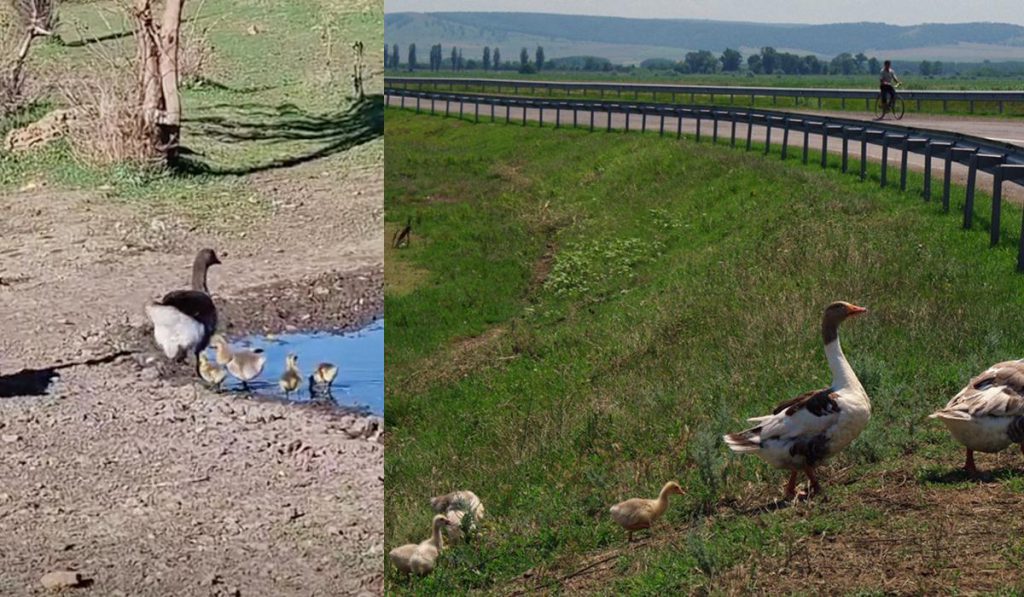 Fenomeno naturale a Odessa: la vita fiorisce nonostante la guerra grazie alle condizioni climatiche favorevoli