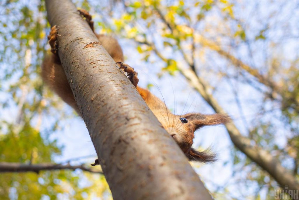 Previsioni Meteo a Kiev: temperatura inaspettatamente alta per il 3 novembre