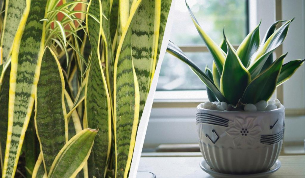 Come Curare la Sansieveria durante l&#039;Inverno: Consigli e Strategie per la Salute della Tua Pianta Preferita

Introduzione
Per mantenere la salute della tua sansieveria durante tutto l&#039;anno, è fondamentale prestare attenzione alle sue esigenze, in particolare durante il periodo invernale, quando le condizioni climatiche possono essere più sfavorevoli.

Approfondimento
La sansieveria è una pianta robusta e facile da curare, ma richiede comunque alcune attenzioni specifiche per prosperare. Durante l&#039;inverno, è importante ridurre la frequenza dell&#039;annaffiatura e mantenere la pianta in un luogo fresco e asciutto, con una temperatura compresa tra i 15 e i 20 gradi Celsius.

Possibili Conseguenze
Se non si presta la dovuta attenzione alla sansieveria durante l&#039;inverno, potrebbe subire danni come la perdita di foglie o la crescita rallentata. Pertanto, è essenziale seguire alcuni consigli di base per il suo mantenimento, come controllare regolarmente lo stato di umidità del terreno e fornire alla pianta la giusta quantità di luce.

Opinione
Secondo gli esperti di giardinaggio, la sansieveria è una pianta ideale per gli appassionati di piante indoor, poiché richiede minime cure e può tollerare condizioni di luce variabili. Tuttavia, è importante notare che anche le piante più resistenti richiedono una certa attenzione e cura per prosperare.

Analisi Critica dei Fatti
È importante notare che la sansieveria non richiede particolari cure durante l&#039;inverno, ma è comunque necessario monitorarne lo stato di salute e intervenire prontamente in caso di problemi. Ciò include controllare regolarmente le foglie e il terreno per rilevare eventuali segni di malattia o parassiti.

Relazioni con altri fatti
La cura della sansieveria durante l&#039;inverno è strettamente legata alle condizioni climatiche e alla disponibilità di luce naturale. Pertanto, è essenziale adattare le strategie di cura in base alle specifiche esigenze della pianta e dell&#039;ambiente in cui si trova. Ad esempio, se la pianta si trova in un luogo con poca luce naturale, potrebbe essere necessario fornire una fonte di luce artificiale supplementare.

Contesto storico
La sansieveria è stata introdotta in Europa nel XIX secolo e da allora è diventata una pianta molto popolare tra gli appassionati di giardinaggio. La sua capacità di tollerare condizioni di luce variabili e di richiedere minime cure l&#039;ha resa una scelta ideale per molti. Oggi, la sansieveria è una delle piante più comuni e apprezzate in tutto il mondo.

Fonti
La fonte di questo articolo è Fonte RSS, un sito specializzato in notizie e consigli per il giardinaggio e la cura delle piante. Per ulteriori informazioni e consigli sulla cura della sansieveria e di altre piante, si consiglia di visitare il sito web di Fonte RSS.