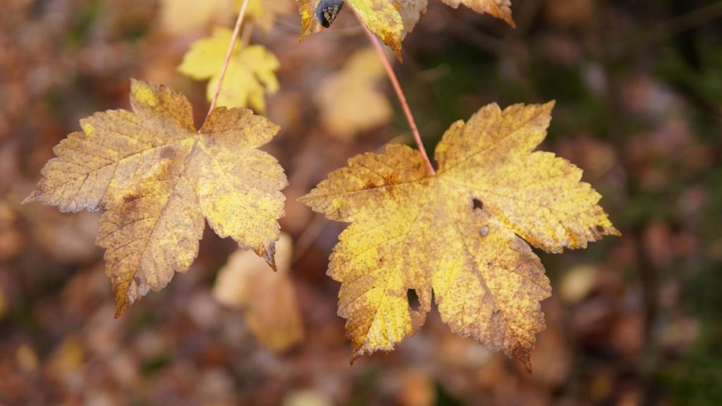 Meteo Ucraina: Temperature in Calo e Meno Piogge il 13 Novembre