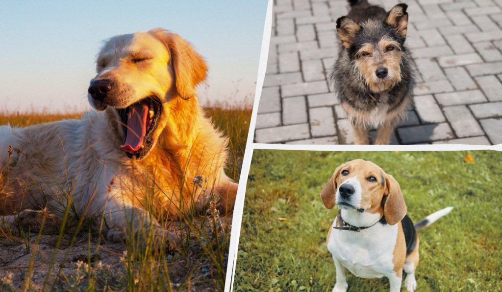 La Data di Nascita e la Scelta del Cane: Esiste un Legame?