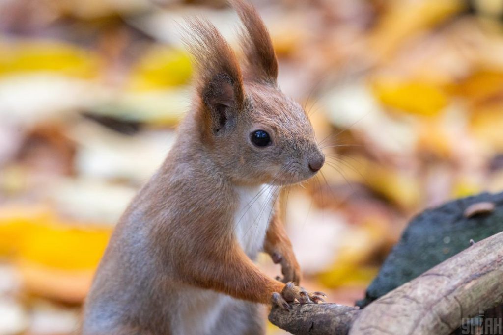 Previsioni Meteo a Kiev per il 6 Novembre: Una Giornata di Sole e Calore Autunnale