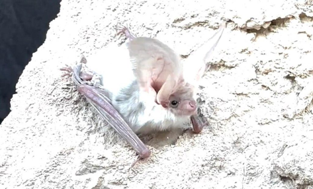 Уши, как у зайца: ученые нашли вид летучих мышей, которого никто не видел 55 лет