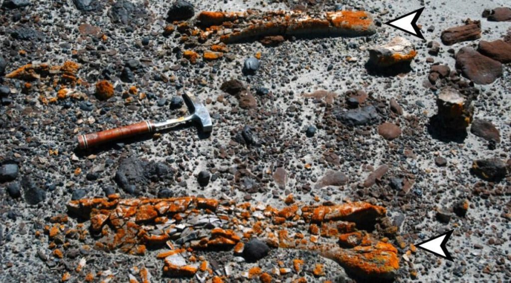 Rivoluzione nella ricerca paleontologica: licheni rivelano ossa di dinosauro fossilizzate