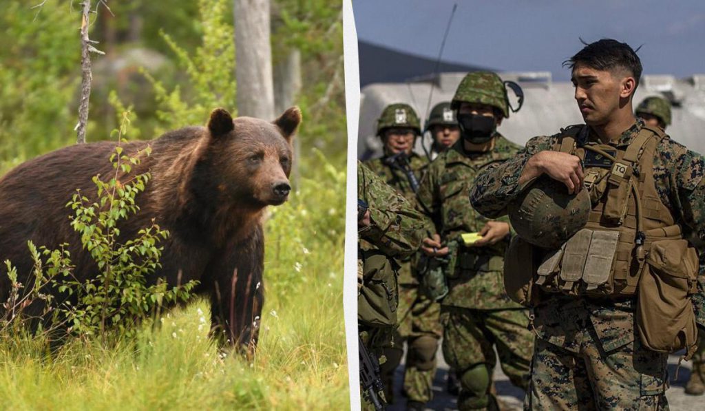 Invasione di orsi nel Giappone settentrionale: una crisi ambientale e sociale in continua escalation