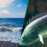 Nuovo Predatore nel Mar Nero: Minaccia per la Fauna Marina e Possibili Ripercussioni sull'Ecosistema