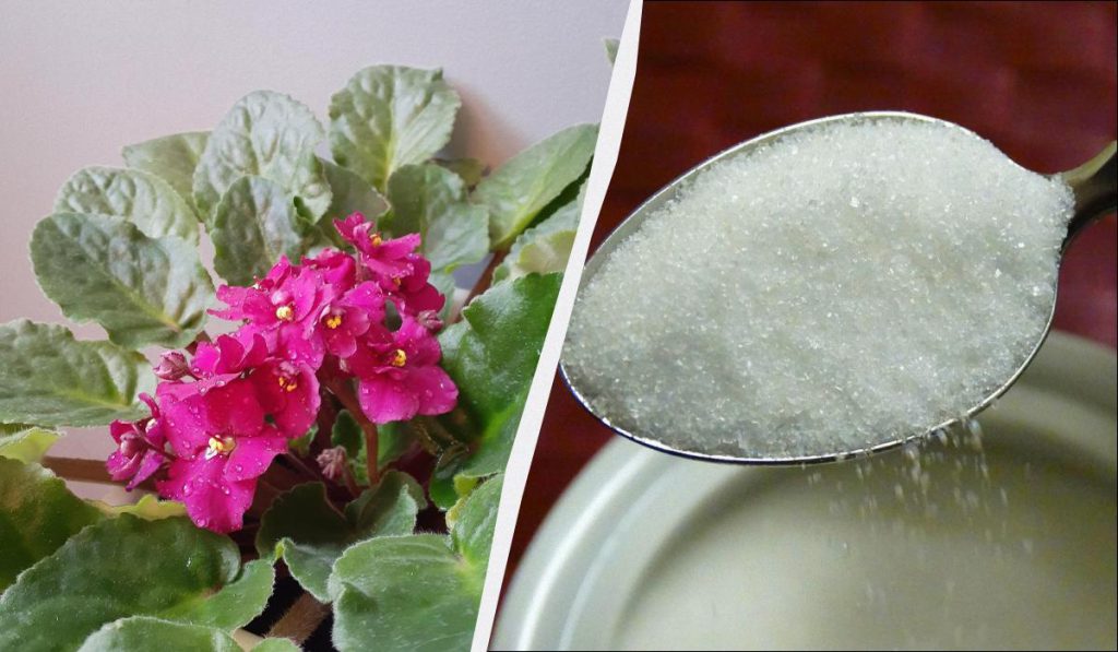 Segreti di Giardinaggio: Come Mantenere le Violette in Fiore Tutto l&#039;Inverno con un Semplice Trucco Casalingo