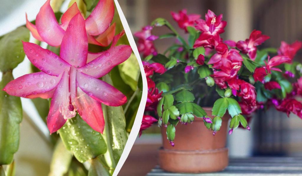 Come far fiorire la pianta di Natale a Natale: consigli degli esperti per un periodo natalizio ancora più speciale