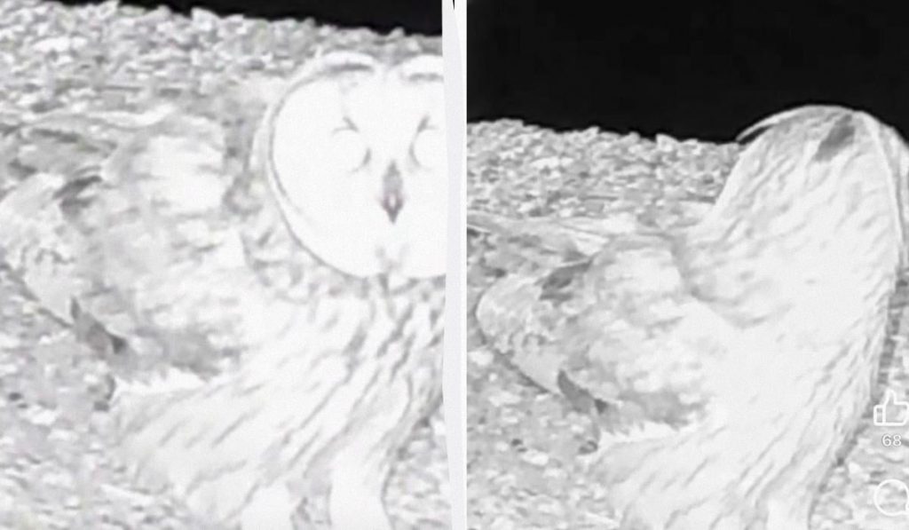 Avvistamento di una rara specie di gufo con orecchie di piume nell&#039;oblast&#039; di Odessa in Ucraina