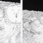 Avvistamento di una rara specie di gufo con orecchie di piume nell'oblast' di Odessa in Ucraina