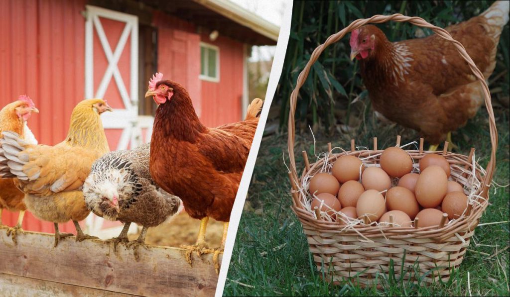 Un Rimedio Naturale per Migliorare la Produttività delle Galline durante l&#039;Inverno