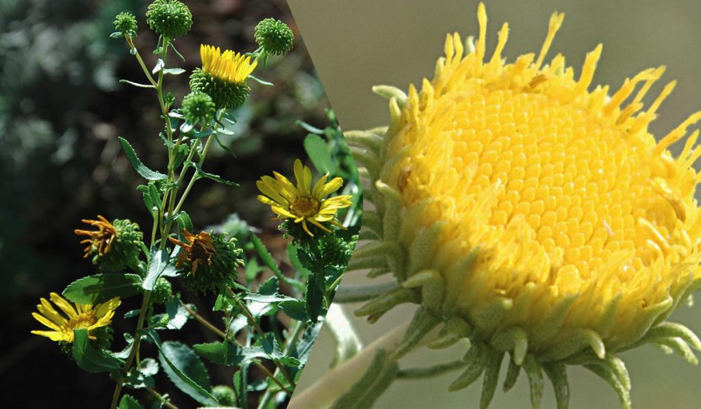 La pianta pericolosa dell&#039;Ucraina: come la Seconda Guerra Mondiale ha introdotto una specie invasiva nel paese