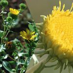 La pianta pericolosa dell'Ucraina: come la Seconda Guerra Mondiale ha introdotto una specie invasiva nel paese