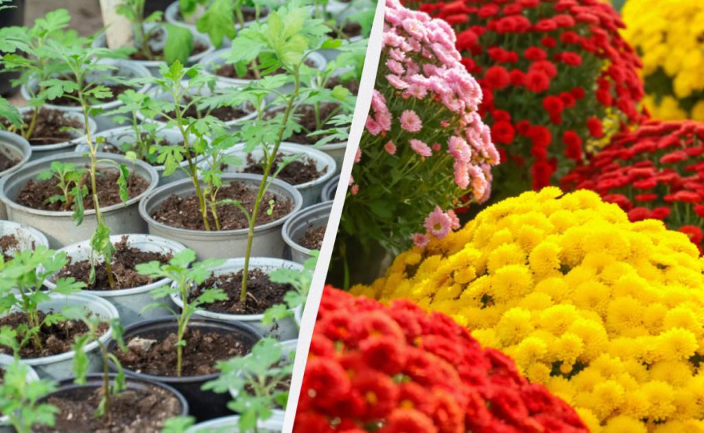 Coltivare crisantemi sferici con facilità: come creare un&#039;intera aiuola da un solo cespuglio