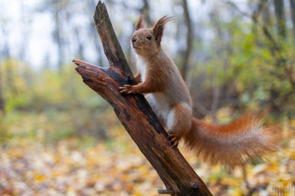 Previsioni Meteo Ucraina 8 Novembre: Condizioni Favorevoli con Temperature Mite e Sole