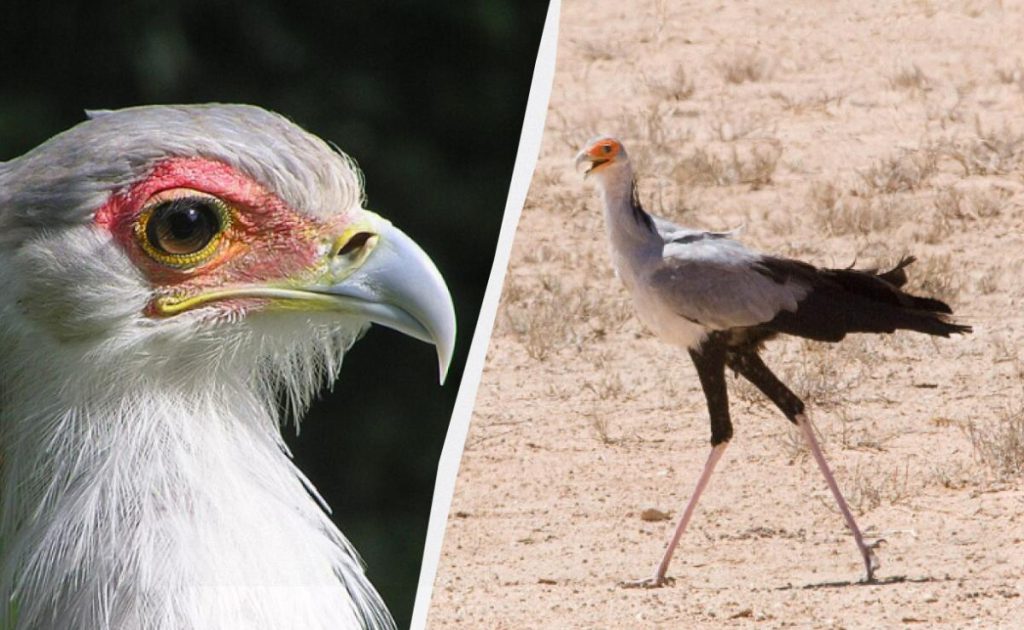 Uccello con la Forza di un&#039;Aquila: Una Specie Unica nel Regno Animale