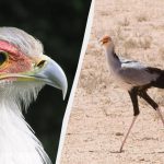 Uccello con la Forza di un'Aquila: Una Specie Unica nel Regno Animale