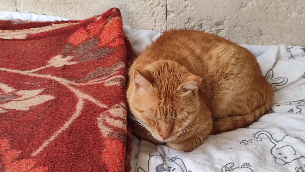 Il Linguaggio Segreto dei Gatti: Cosa Significa Quando Nascondono le Zampe