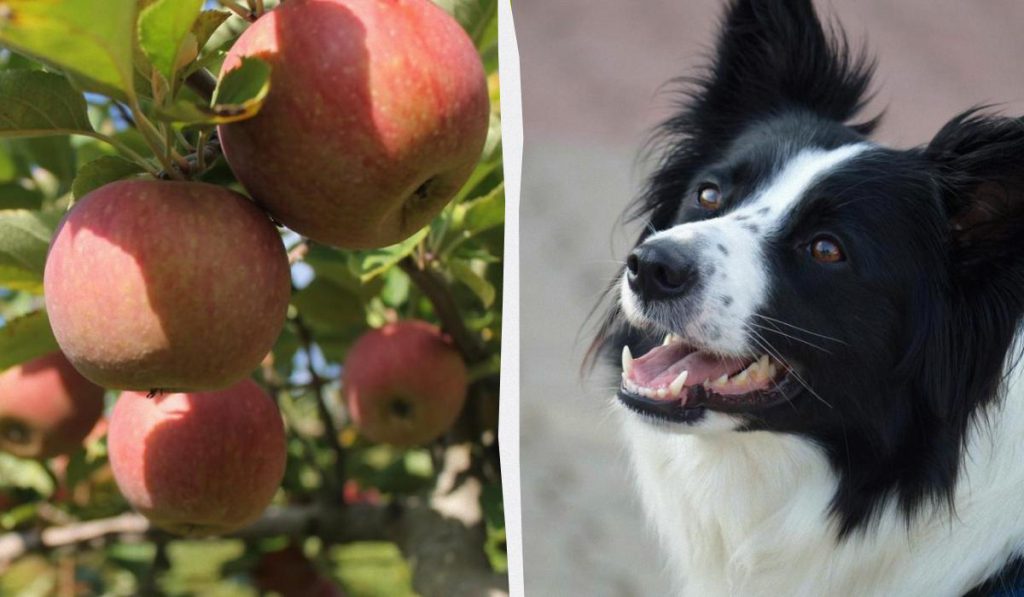 Mele per Cani: Benefici e Rischi da Considerare