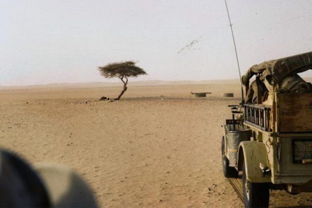 L&#039;albero africano che sfida le leggi della natura: un fenomeno unico e affascinante