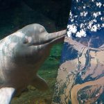 Cambiamento Climatico e Biodiversità: La Minaccia per i Delfini di Fiume e i Lamantini nell'Amazzonia