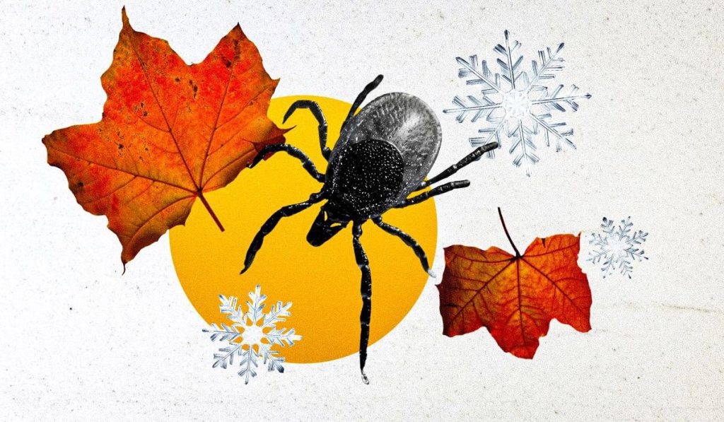 I Tick Scompaiono Davvero Durante l&#039;Inverno: Ecco Cosa Succede Quando Fa Freddo