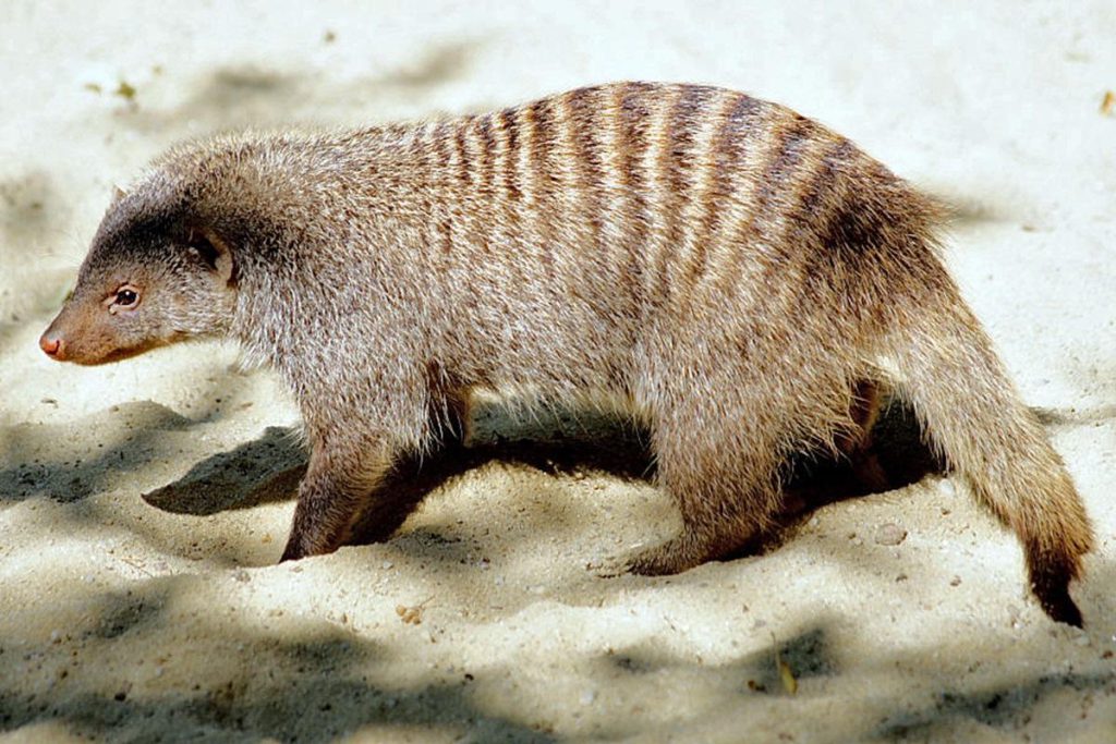 I Mangusti Striati: Animali Sociali con un Linguaggio Unico