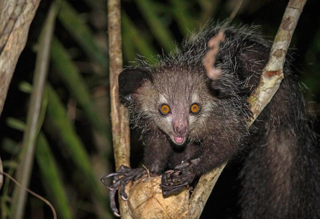 &quot;Считается предвестником смерти&quot;: что известно о самом странном примате в мире