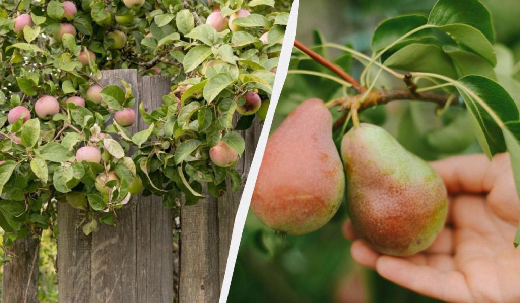 Come Preparare il Giardino per l&#039;Inverno: Consigli per un Concime Naturale per Mele e Pere