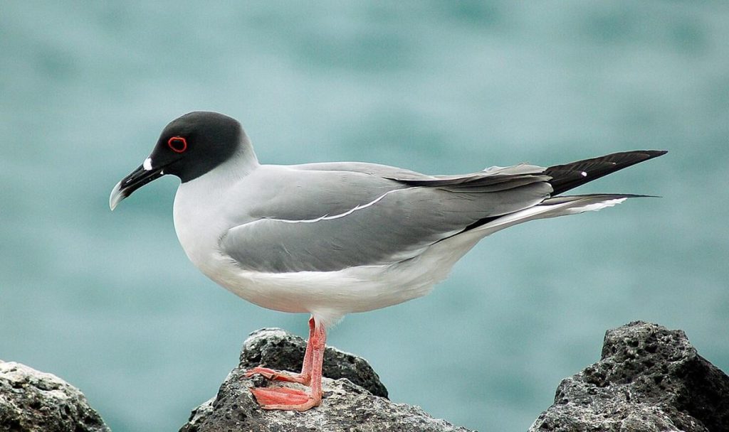 La Gabbiano delle Galapagos: Un Uccello Notturno Unico al Mondo