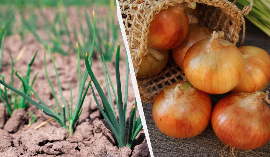 Scegliere il Giusto Luke: La Chiave per un Raccolto Gustoso e Produttivo