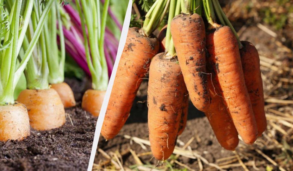 Coltivare Carote Sane e Grandi senza Concimi: I Segreti della Coltivazione Naturale