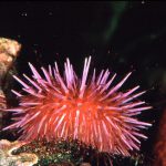 Scoperta Rivoluzionaria sui Ricci di Mare: Nuove Rivelazioni sulla Vita Marina