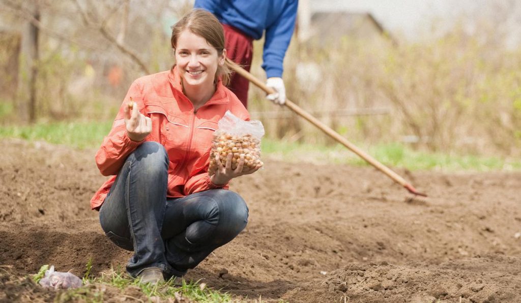 Что нельзя сажать после лука под зиму: 90% дачников совершают одну и ту же ошибку