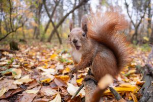 Previsioni Meteo Instabili a Kiev: Come Prepararsi alle Fluttuazioni della Temperatura