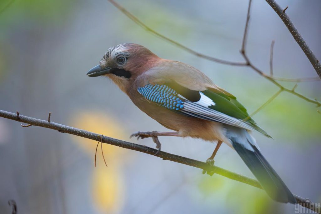 Previsioni Meteo a Kiev: Freddo e Pioggia in Arrivo