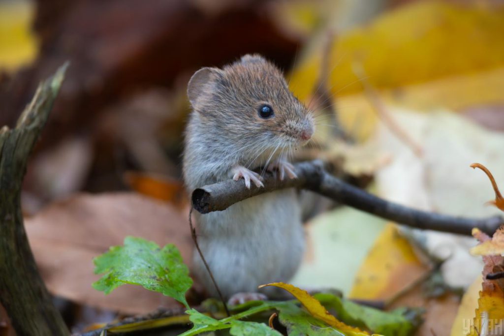 Miglioramento del tempo a Kiev: previsto aumento della temperatura il 14 novembre