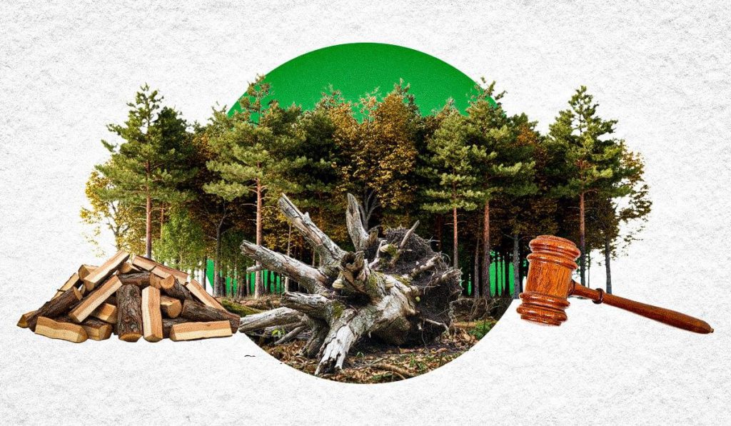 Raccogliere alberi abbattuti nella foresta: cosa è legale e cosa no?