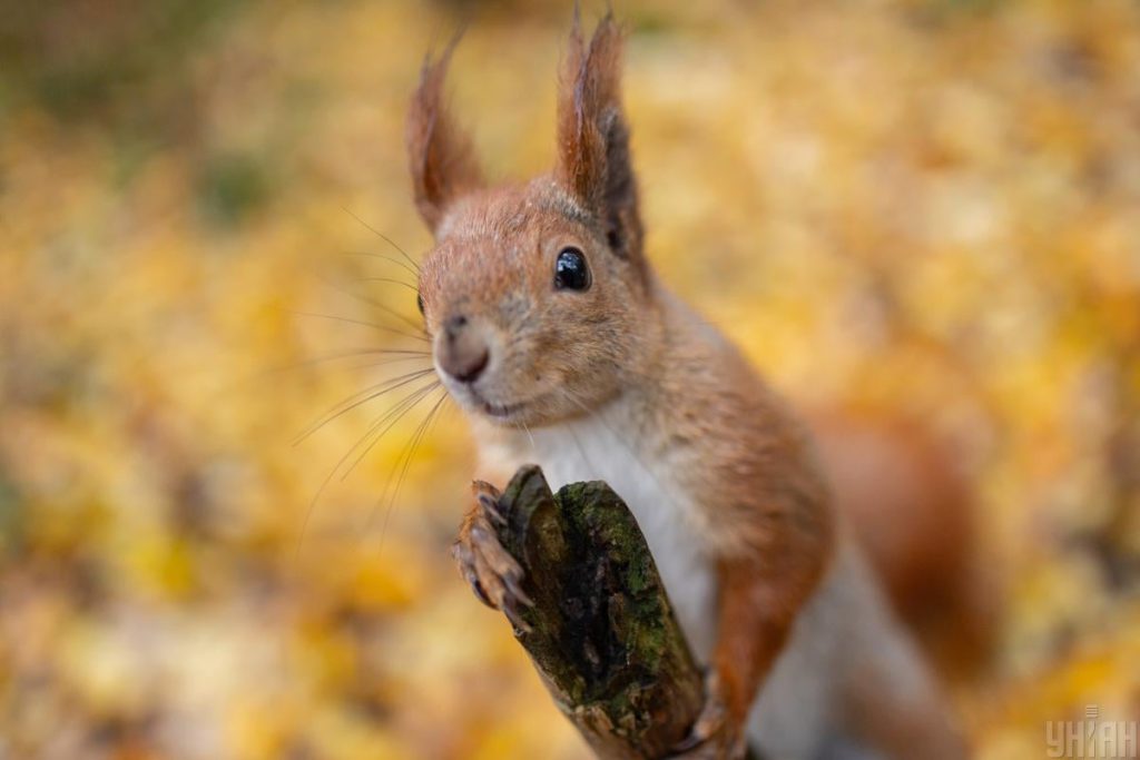 Kiev: caldo intenso e senza pioggia il 17 novembre