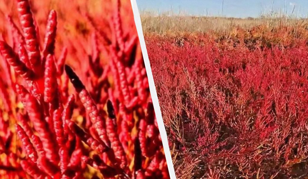 Scoperto un nuovo vegetale odessano, il soleroso, servito nei ristoranti olandesi