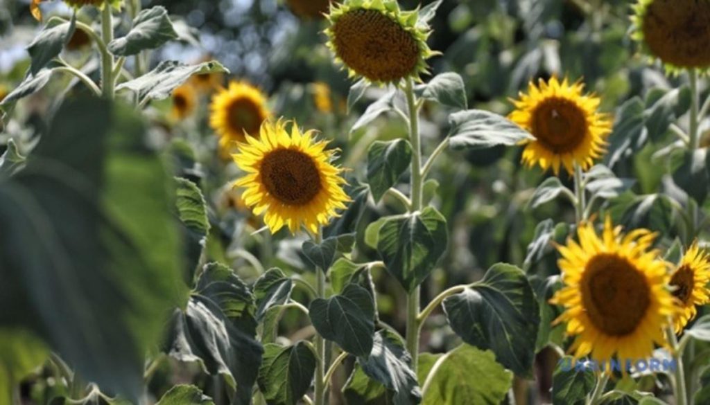 Il girasole: la coltura più redditizia per i contadini nel 2025