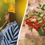 Il 22 novembre: festività, usanze e curiosità