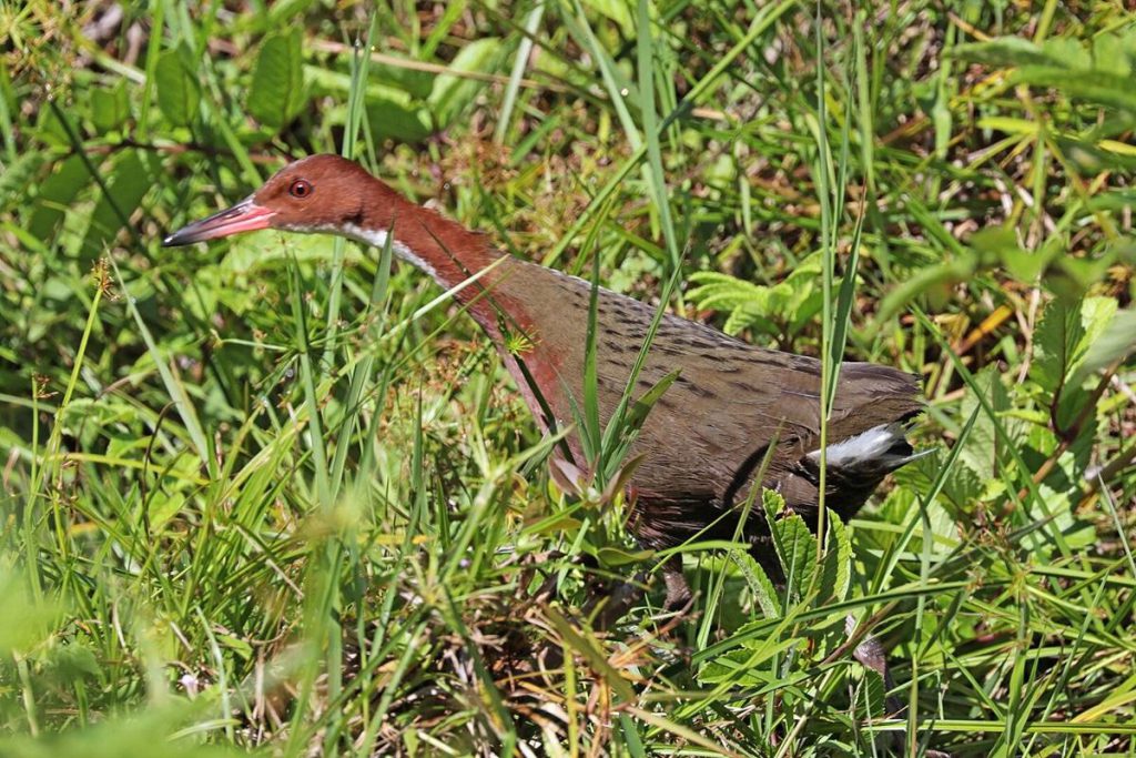 Uccello considerato estinto per 125.000 anni risulta ancora vivo