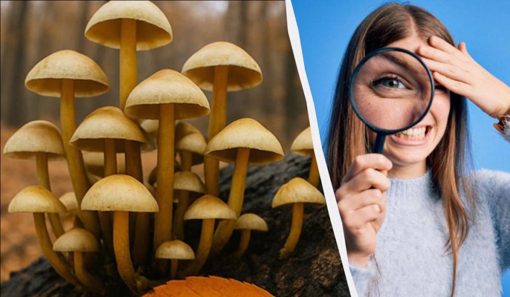 Trova 3 differenze in 11 secondi: esercizio rapido per allenare la concentrazione e la percezione visiva