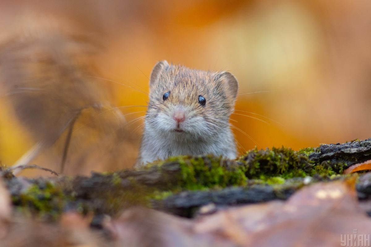 Il 20 novembre in Ucraina: meno pioggia, nessuna neve e temperatura più alta