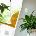 Annaffiatura dello spathiphyllum in inverno: guida pratica per evitare la morte della pianta