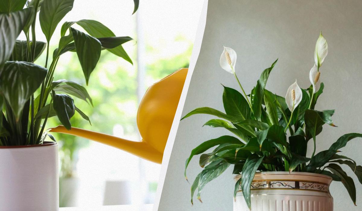 Annaffiatura dello spathiphyllum in inverno: guida pratica per evitare la morte della pianta