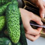 Prezzo del cetriolo: quanto costa un chilogrammo oggi?