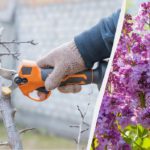 Potatura del lilac prima dell’inverno: quando e come farla correttamente